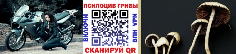 наркотики  Починок  Псилоцибиновые грибы Magic Shrooms 